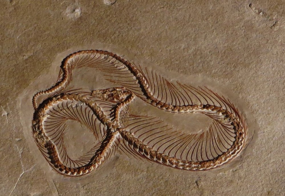 Eupodophis descouensi змея