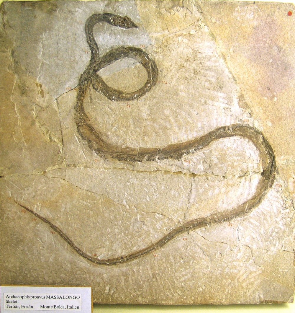 Archaeophis proavus
