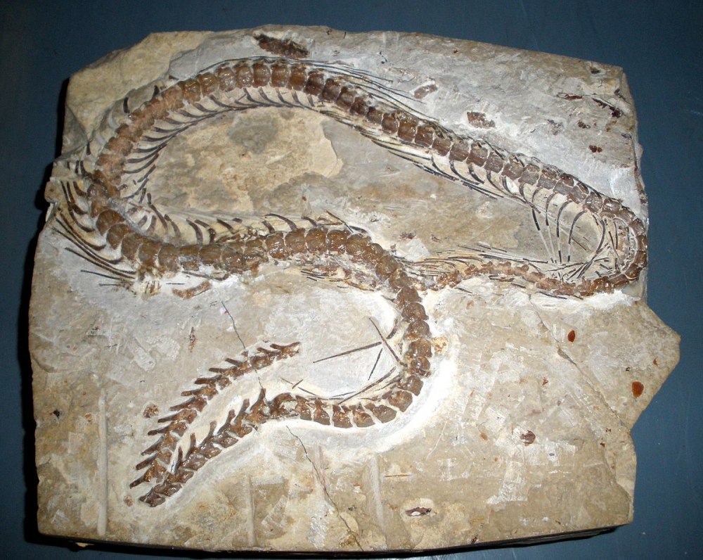 Eupodophis descouensi