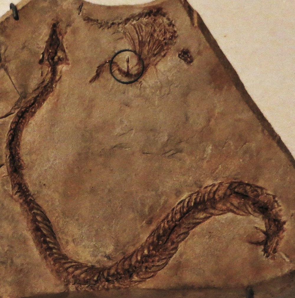 Eupodophis descouensi