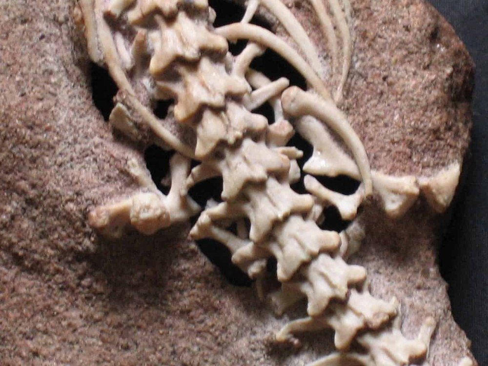 Najash rionegrina
