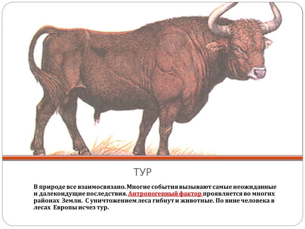 Европейский тур бык вымерший