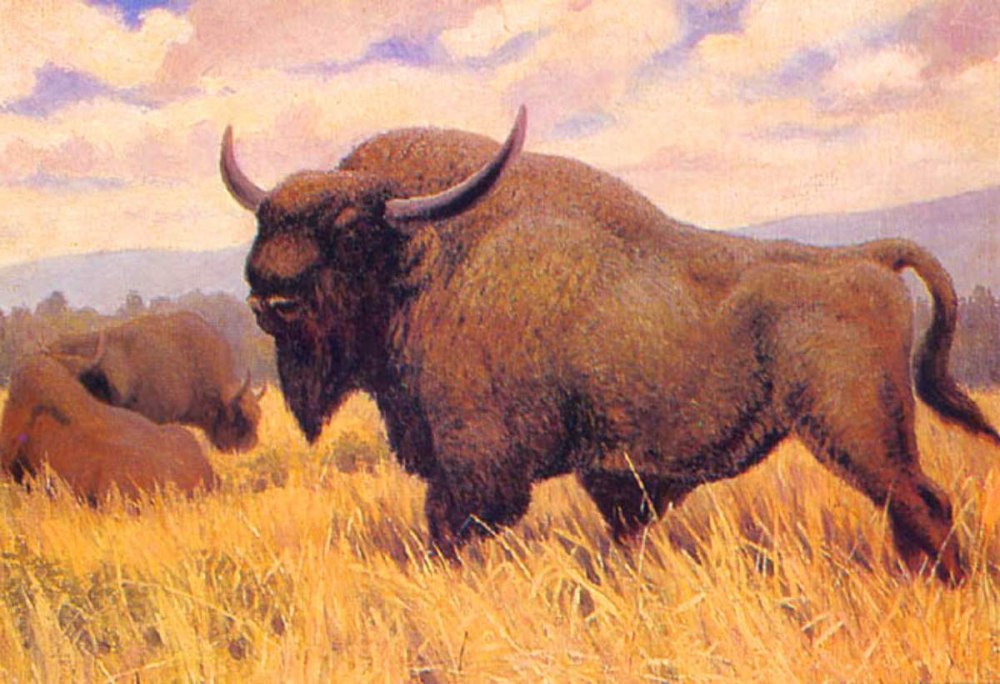 Степной Бизон Bison Priscus