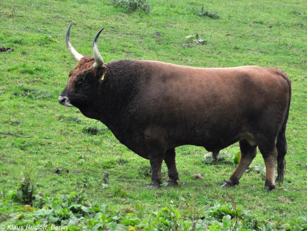 Bos Taurus primigenius