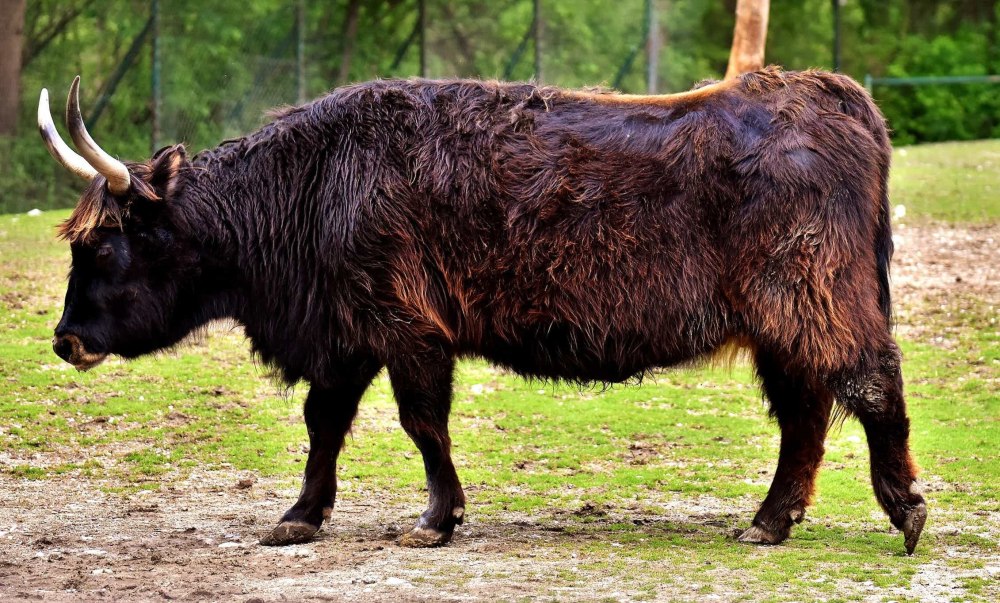 Aurochs - ЗУБР
