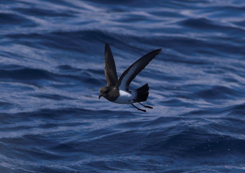 White bellied Storm Petrel