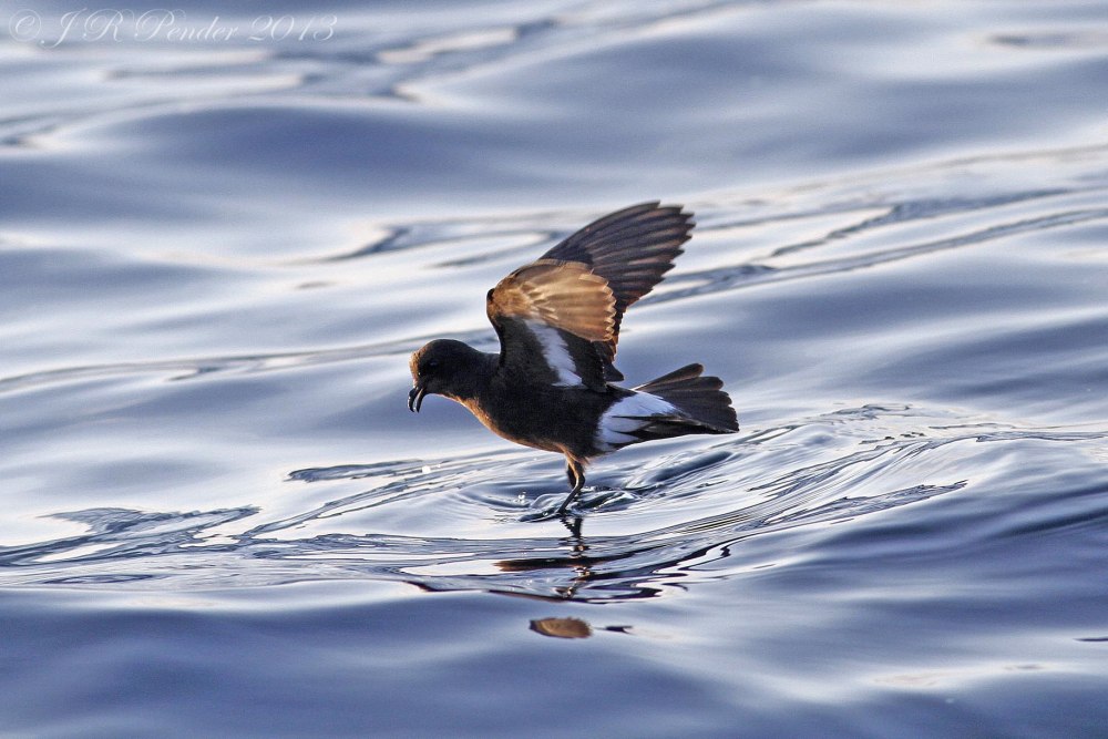 Hydrobates pelagicus