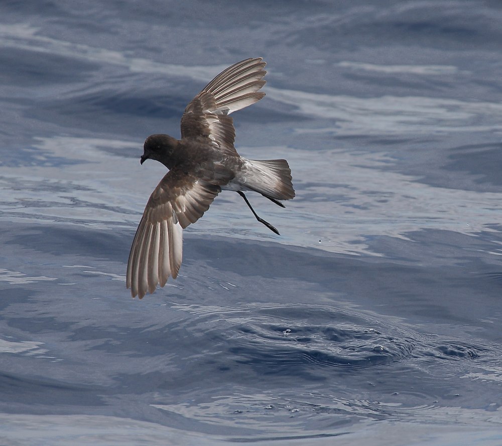 Storm Petrel