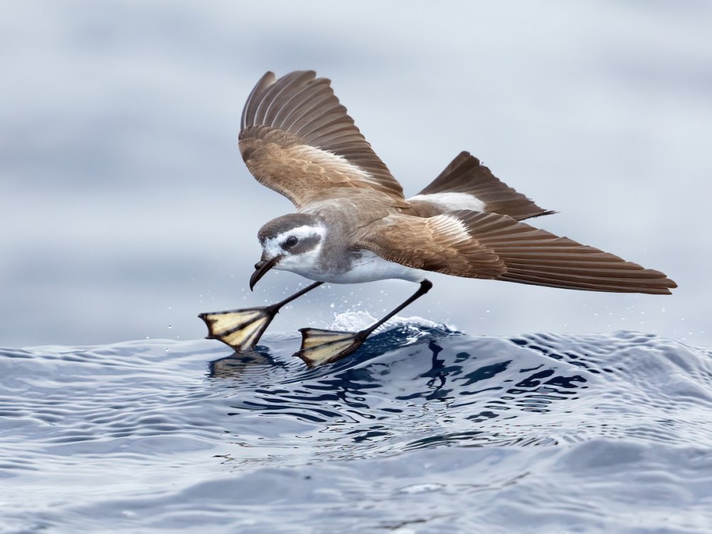 Petrel