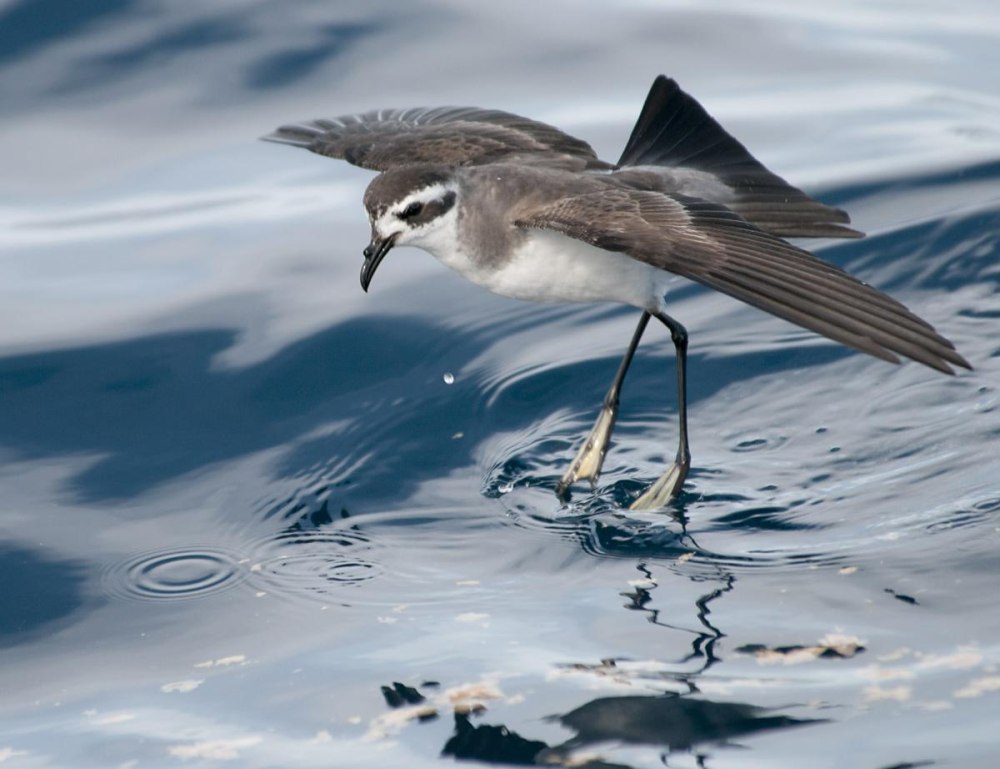 White bellied Storm Petrel