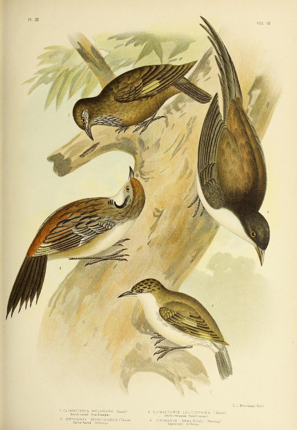 Dendrographa leucophoea