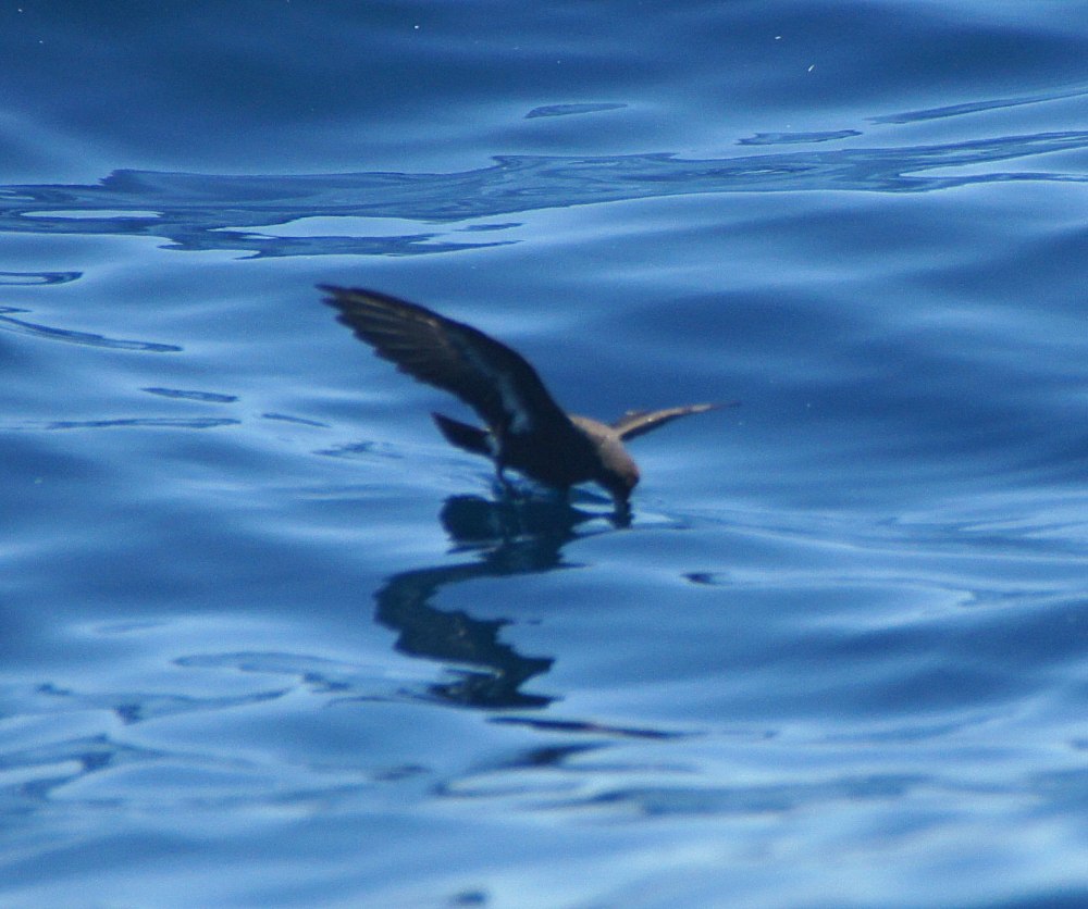 Hydrobates pelagicus