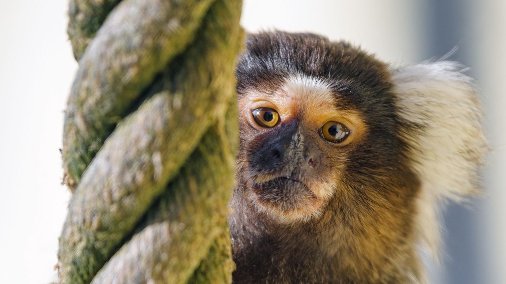 Мартышка модная обои