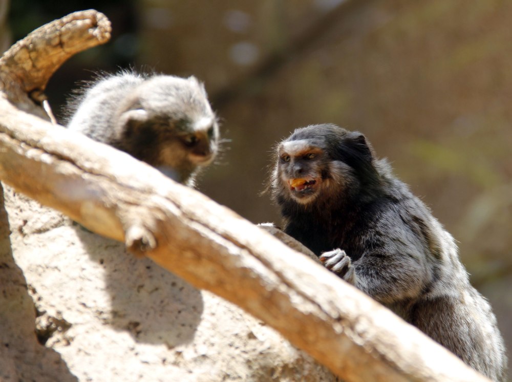 Черноухая игрунка купить