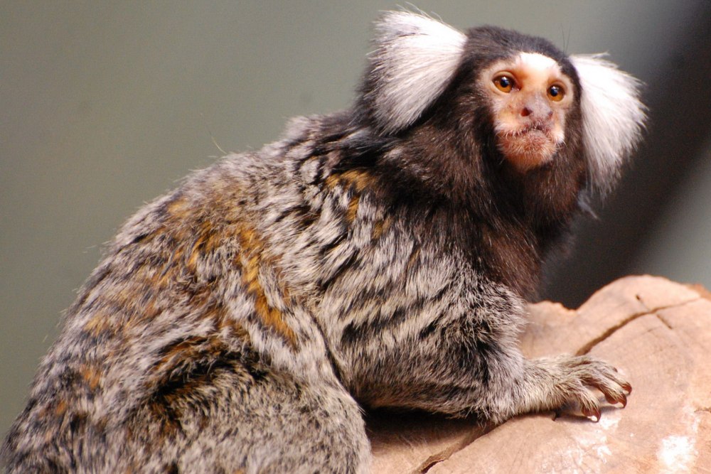 Обезьяна белоухая игрунка