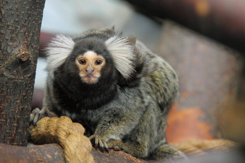 Игрунка обыкновенная мармозетка