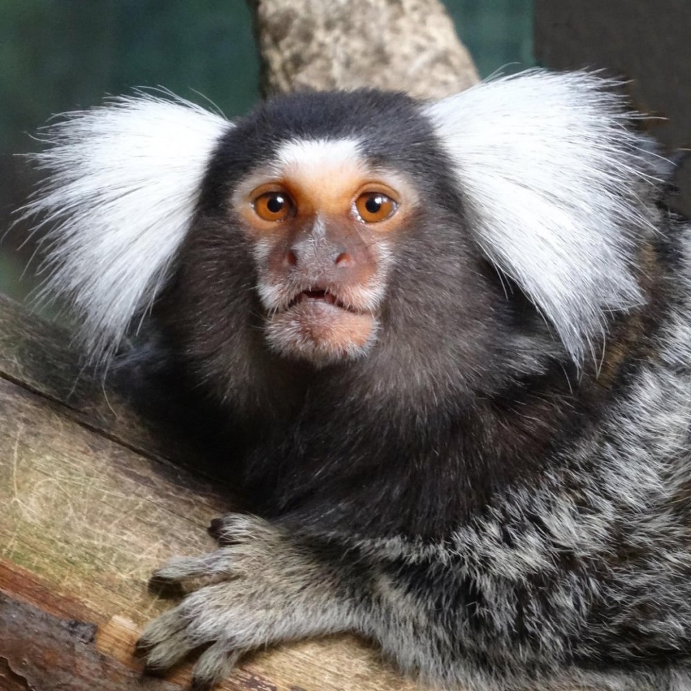 Обыкновенная белоухая игрунка