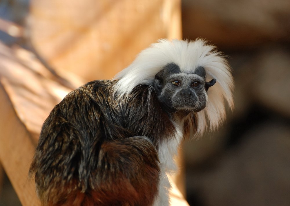 Игрунка куля