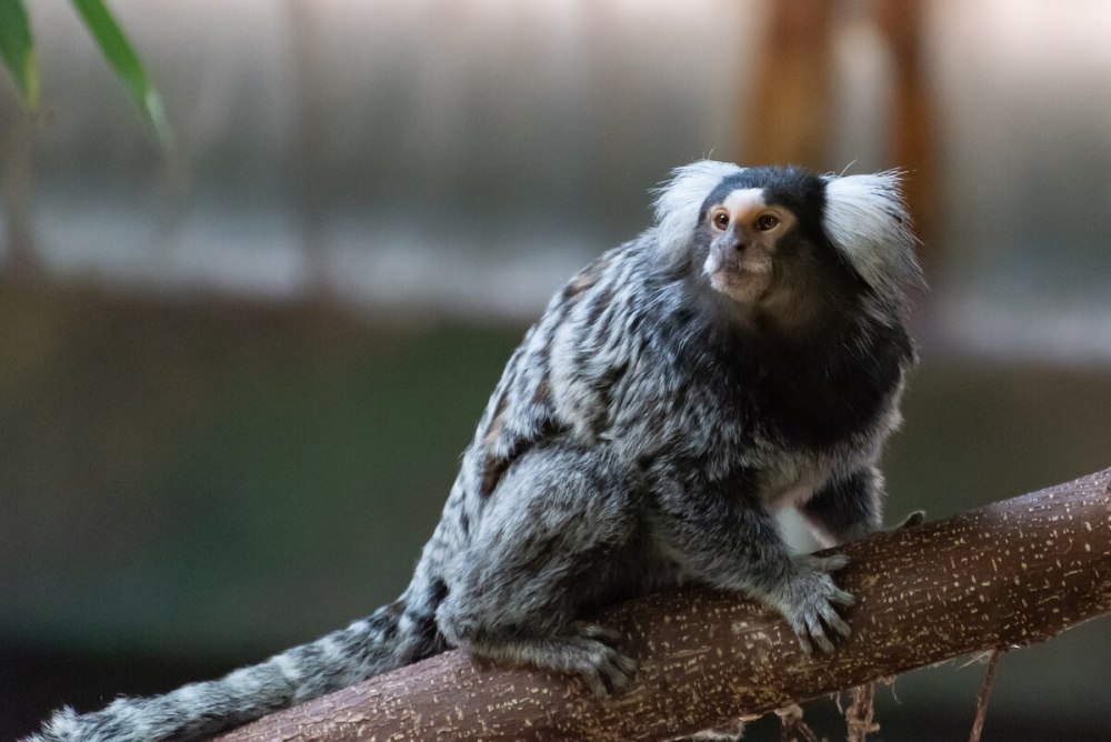 Обезьяны виды маленькие