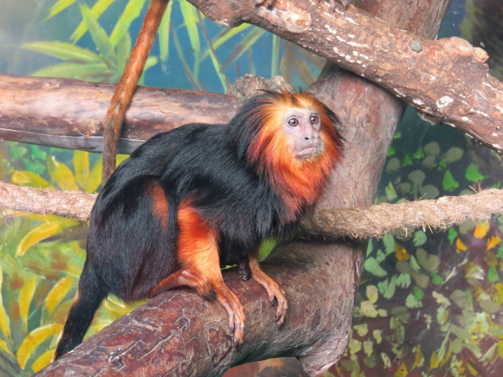 Золотистоголовая игрунка