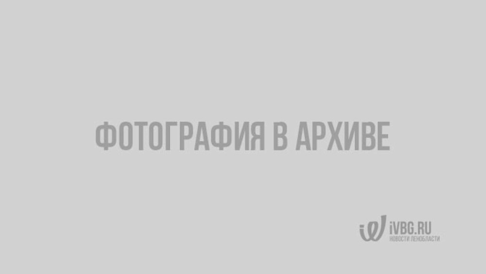 Родились обезьянки в Ленинградском зоопарке