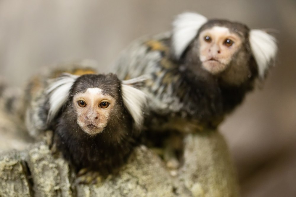 Белоухая игрунка маленькая