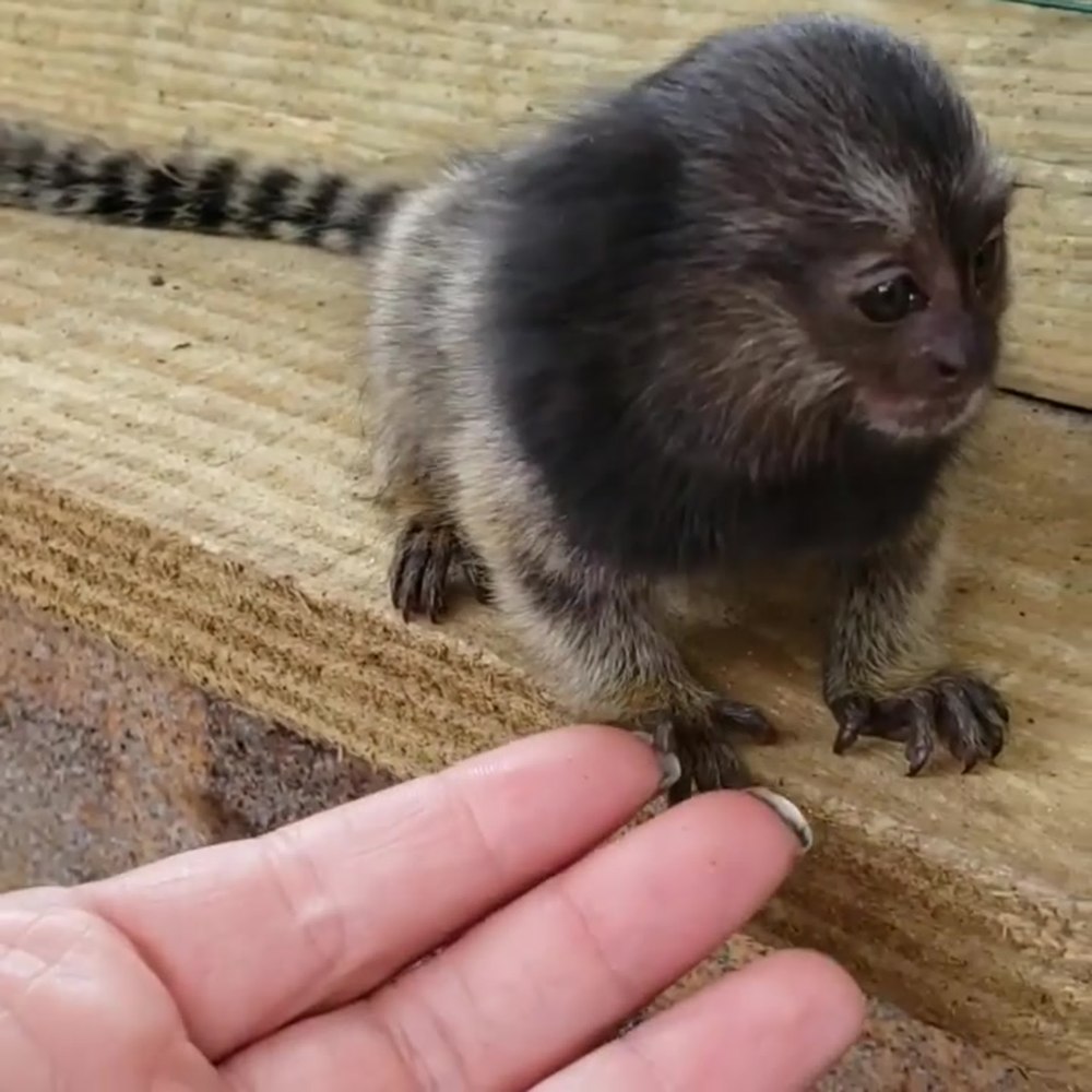 Гибрид Черноухой игрунки и обыкновенной