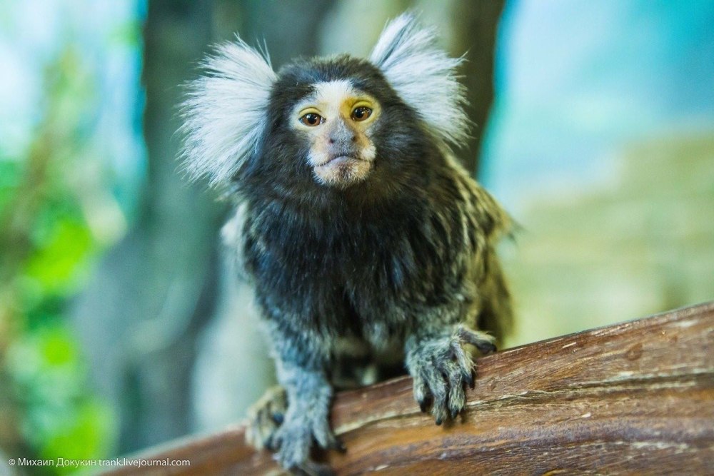 Обыкновенная белоухая игрунка