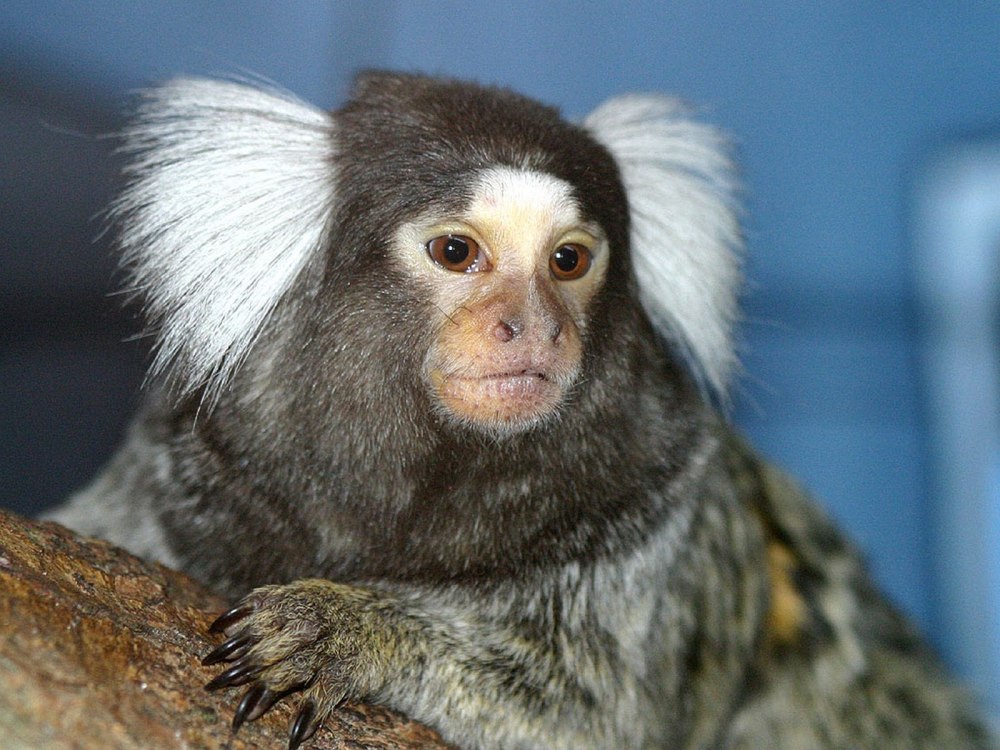 Обезьянка белоухая игрунка