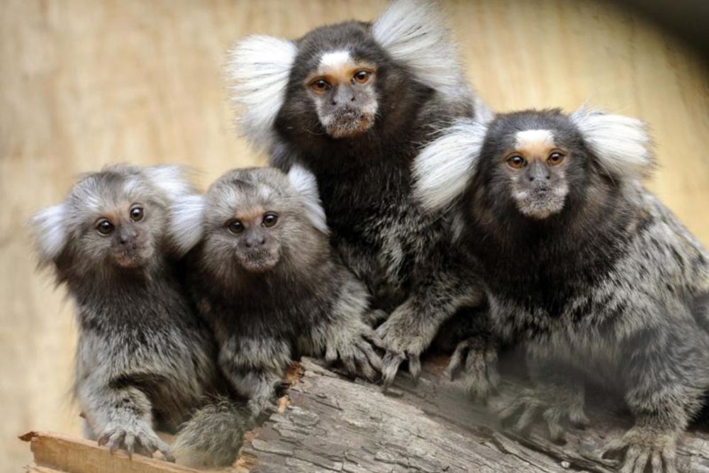 Карликовая игрунка белоухая