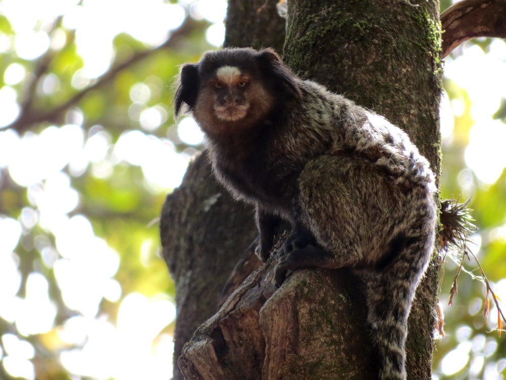 Buffy-Tufted Marmoset