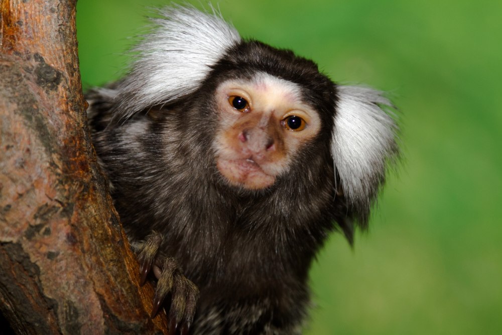 Обыкновенная белоухая игрунка