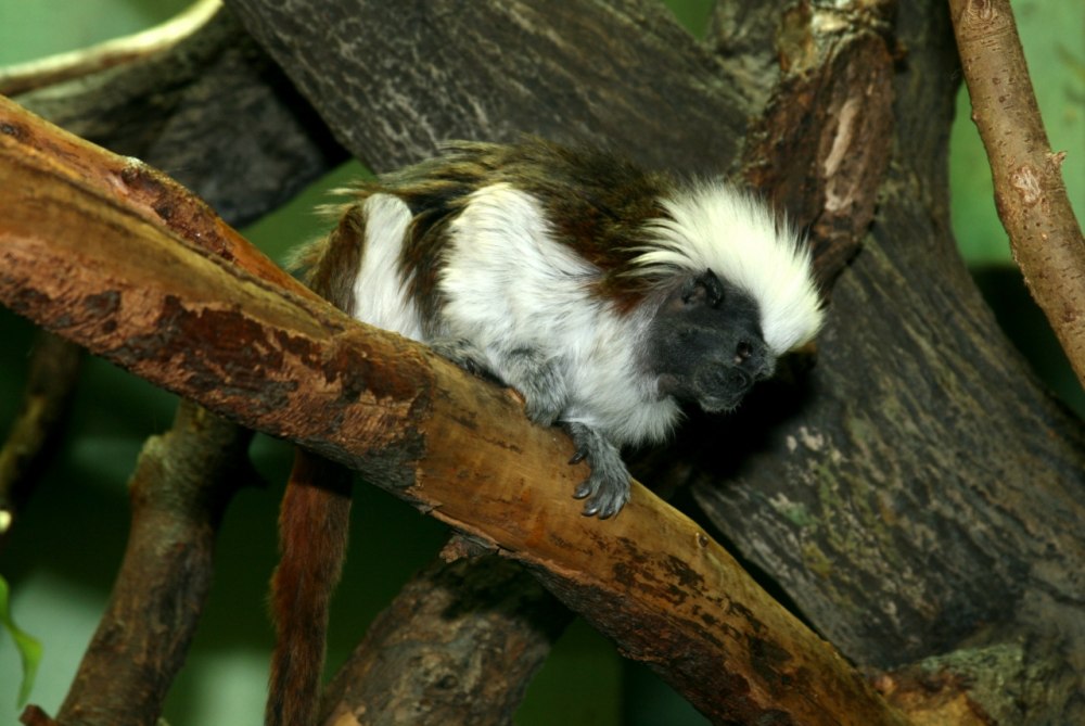 Saguinus Oedipus