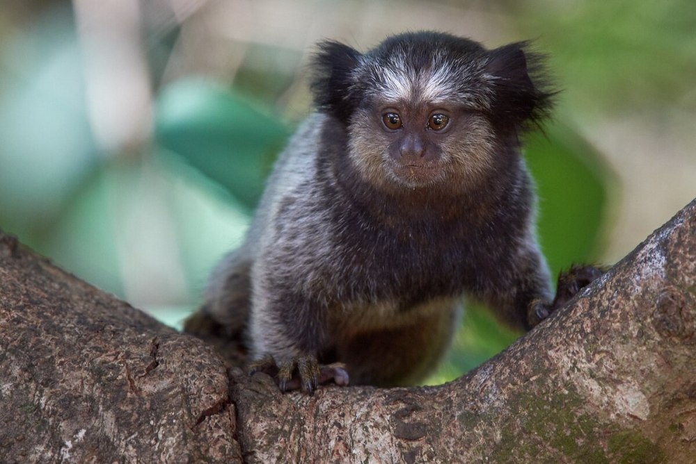 Чернохвостая игрунка (Mico melanurus)