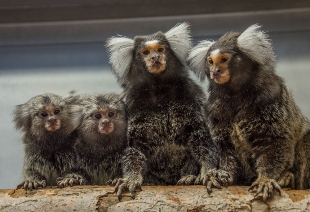 Игрунка обыкновенная