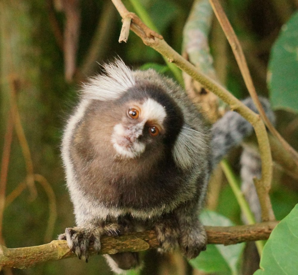 Обыкновенная белоухая игрунка