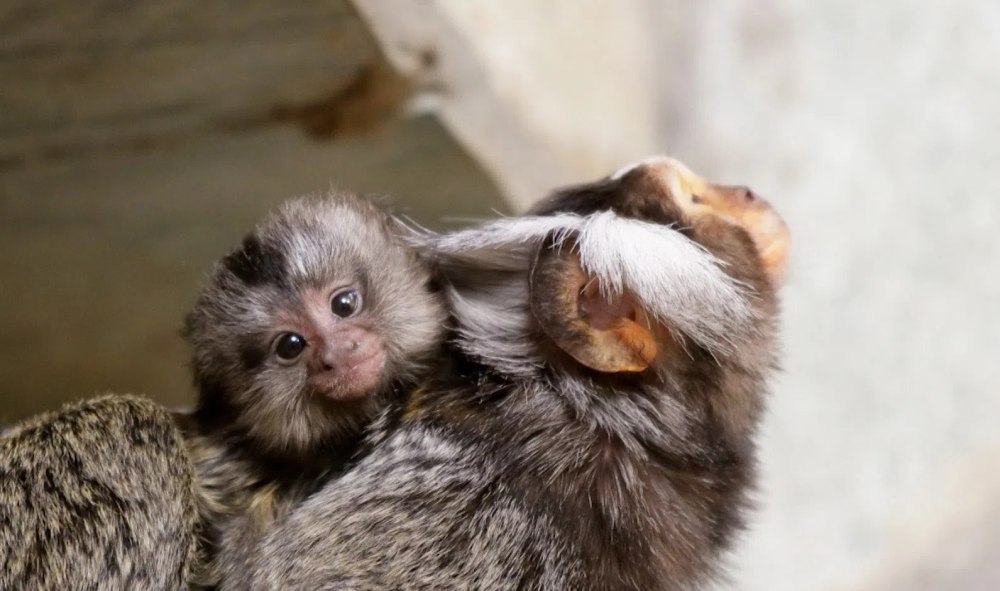 Игрунки в Крыму