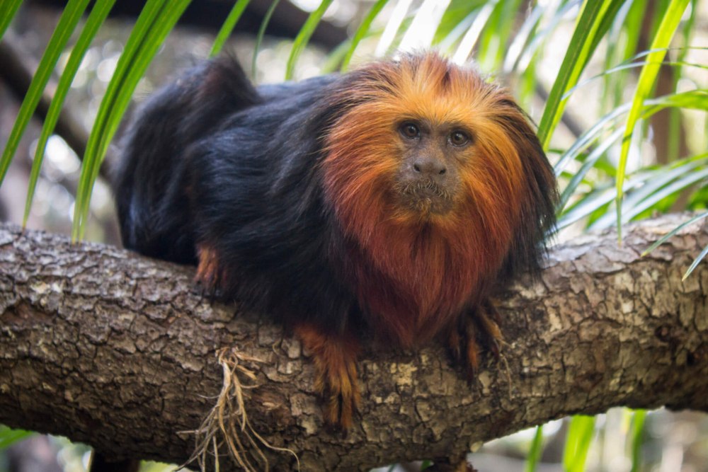 Золотистая игрунка