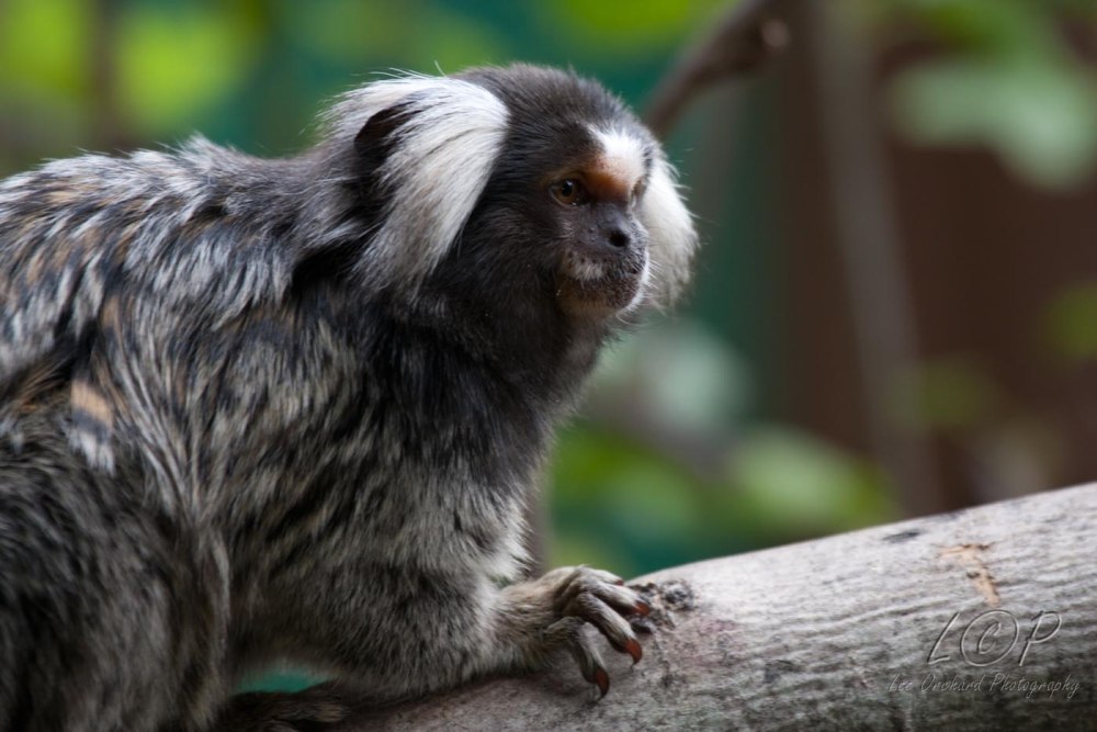 Королевская игрунка