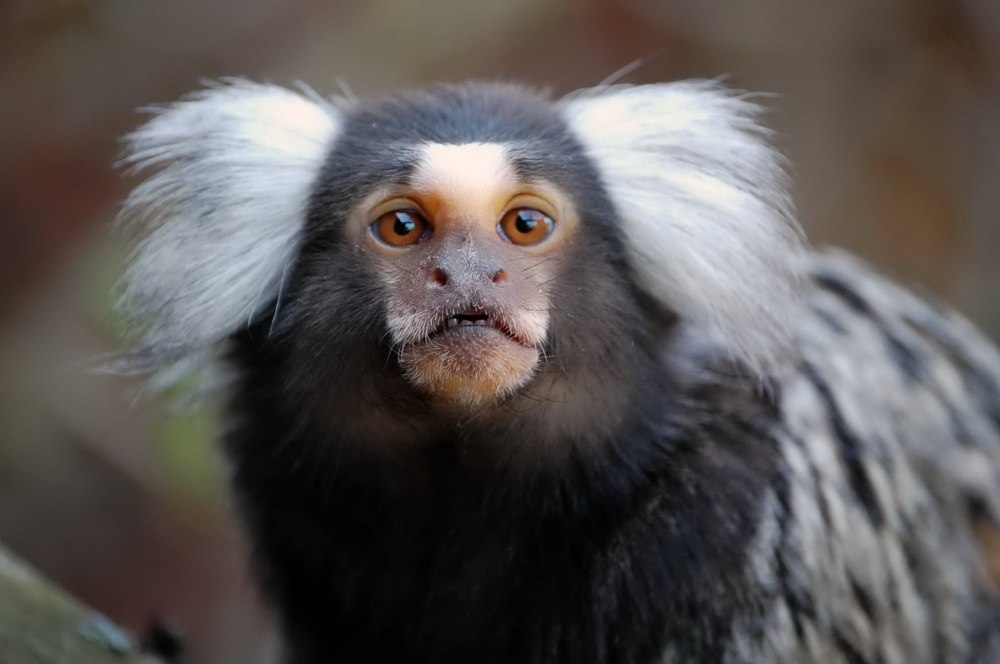 Бразилия белоухая игрунка