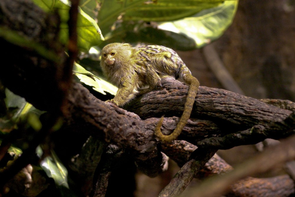 Размножение обезьян игрунки