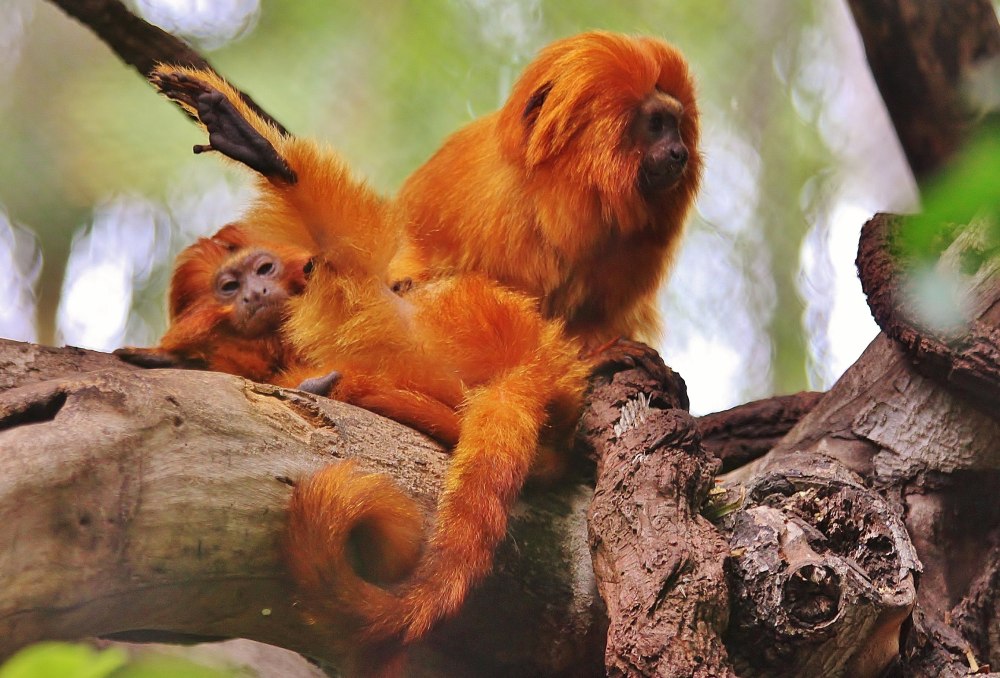 Золотистая игрунка