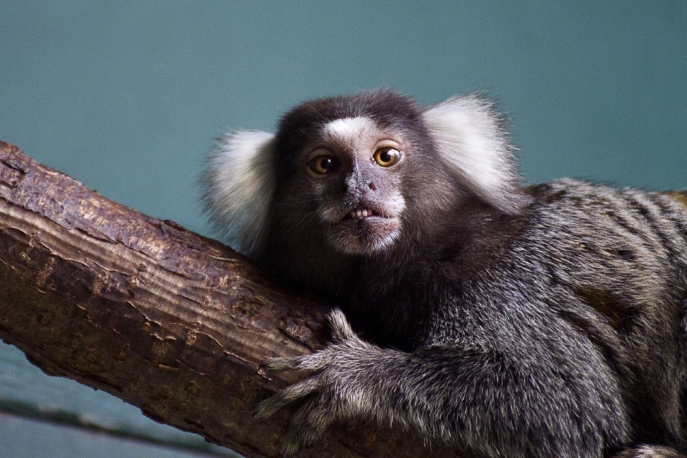 Обезьяна белоухая игрунка