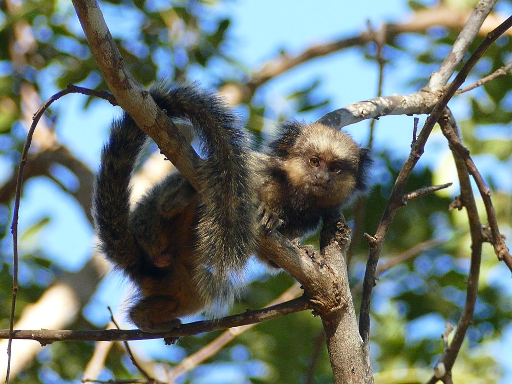 Черноухая мармозетка