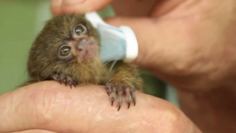 Мармозетка щетка