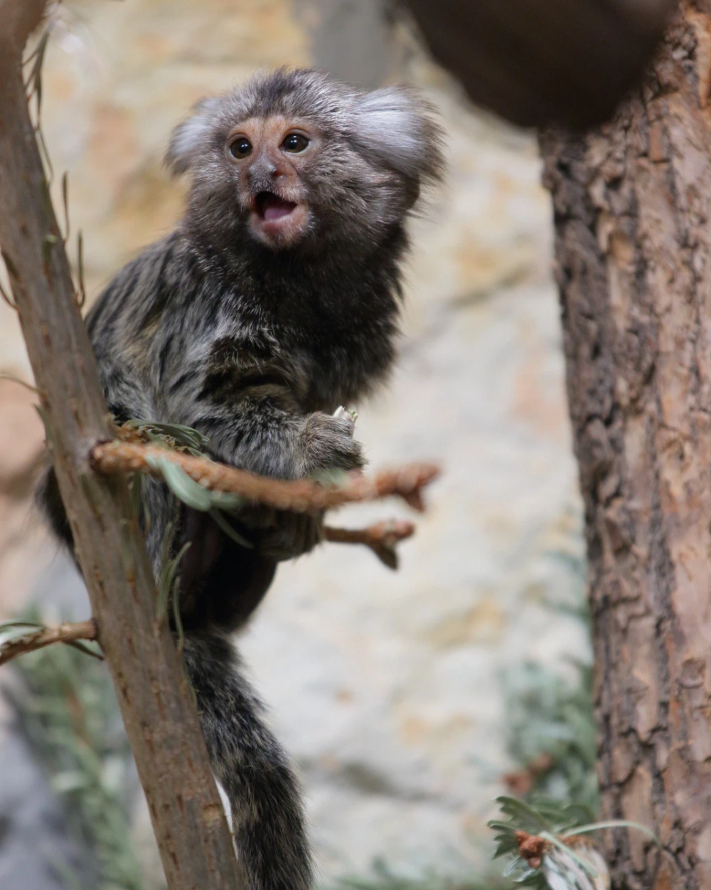 Крошечная игрунка