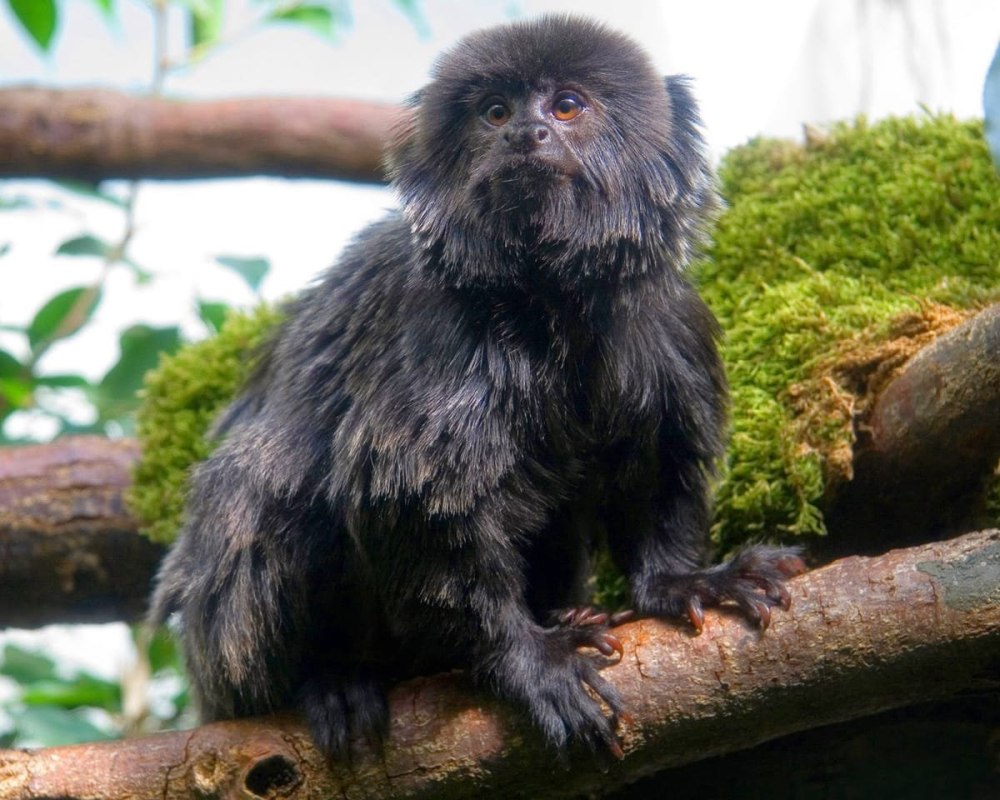 Швейцарский лилипут мармозетка