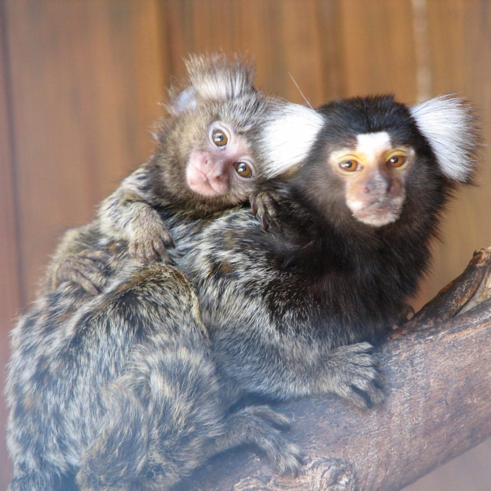 Карликовая игрунка белоухая