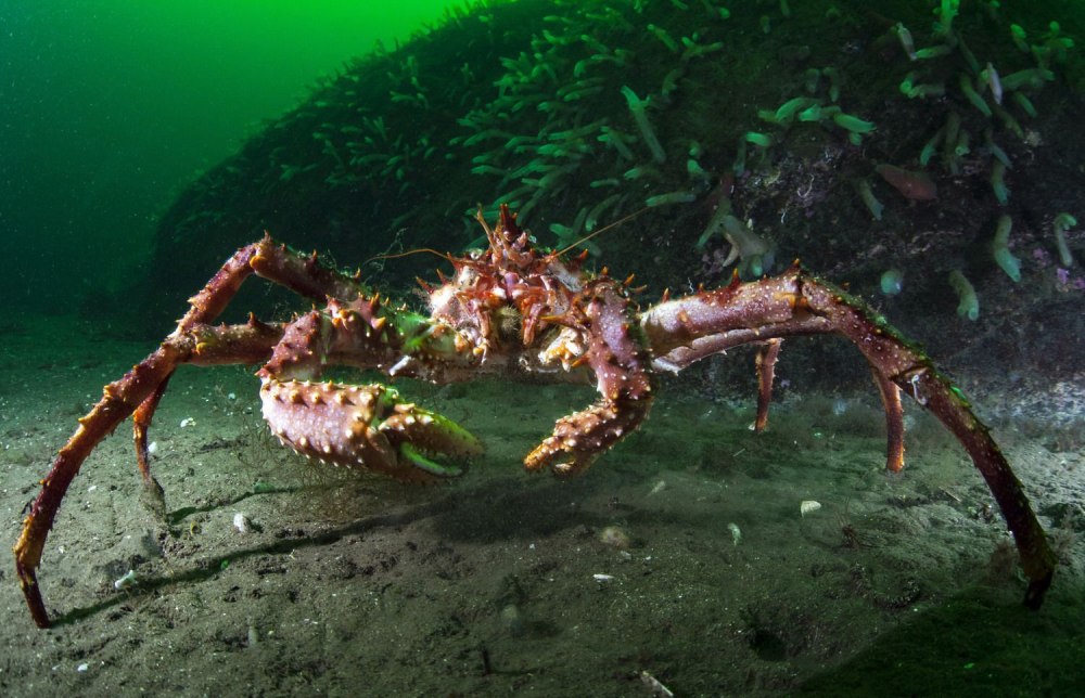 Крабы в Балтийском море