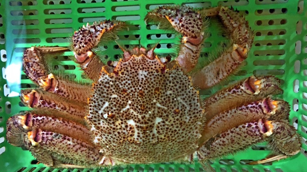 Erimacrus isenbeckii